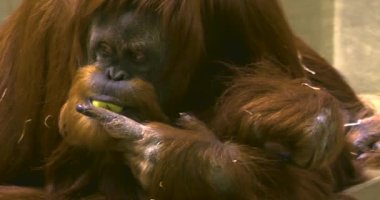 Orangutanın elma yemesine yakın dur.