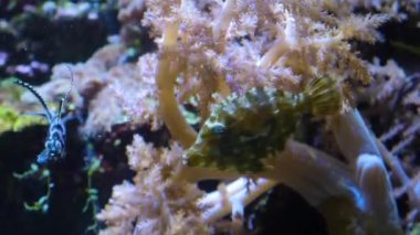 Bangai-Kardinal, siyah çizgili küçük beyaz balık sağa doğru yüzüyor sonra sola doğru dönüyor ve başka bir büyük balık sola doğru yüzüyor..