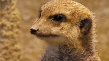 Mirketlere yakın bekçilik, oyun ve bakınış.