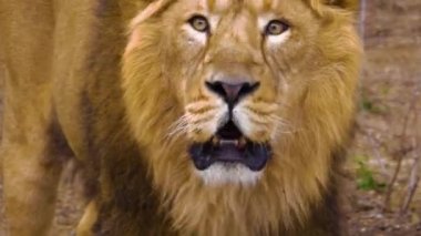  Lions 'un başını kapat.