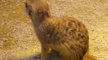 Mirketlere yakın bekçilik, oyun ve bakınış.