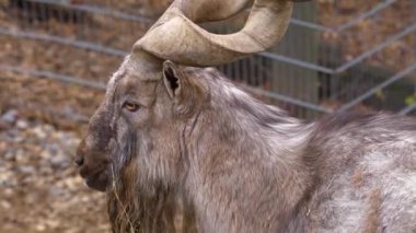 Markhor keçi kafasının yakınına.