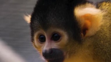 Sincap Maymunu 'na yaklaş