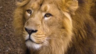  Lions 'un başını kapat.