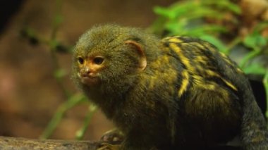 Pigme Marmoset 'i kapatın.