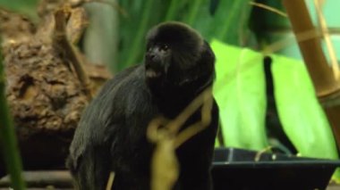 Siyah marmoset 'i kapatın. 