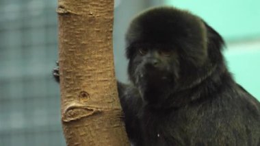 Siyah marmoset 'i kapatın. 