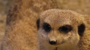 Mirketlere yakın bekçilik, oyun ve bakınış.