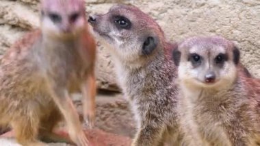 Mirketlere yakın bekçilik, oyun ve bakınış.