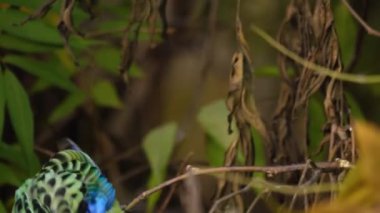 Renkli bir papağan ince bir dala oturmuş küçük tohumlarla bağlanmış bir sapı tutuyor. Kökünü düşürür, sonra daha fazlasını almak için başka bir dala uzanır..