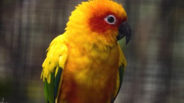 Güneşe yakın papağan.