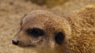 Mirketlere yakın bekçilik, oyun ve bakınış.