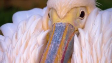 Soğuk bir sonbahar gününde pelikanın kapağını kapat dışarıda otur ve donarak tımar et.