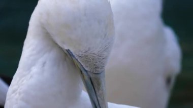  Sümsük kuşunun profilini kapat