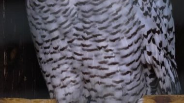 Karlı baykuşun başını kapat ve etrafına bak.