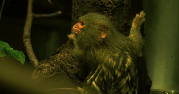 Zblízka Pygmy Marmoset — Stock video