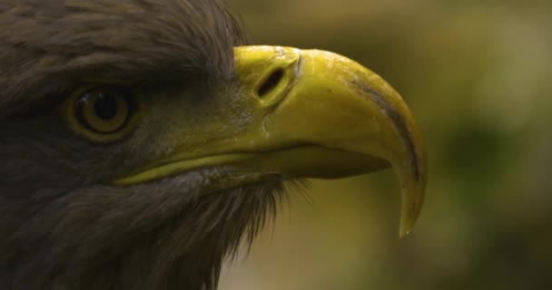 Großaufnahme Des Steinadlerkopfes — Stockvideo