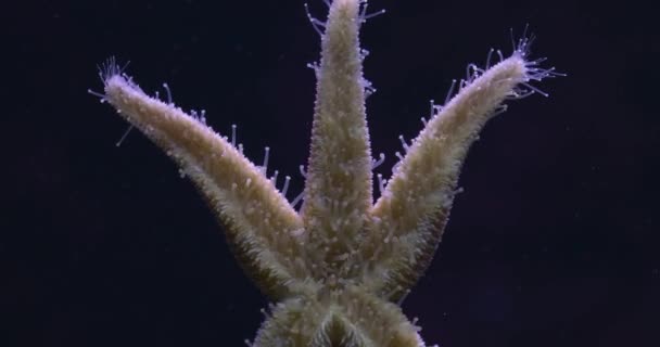 靠近海星 管子的时滞运动 — 图库视频影像