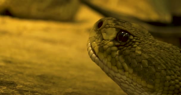 Close Rattlesnake Head Tongue Coming Out — Stock Video