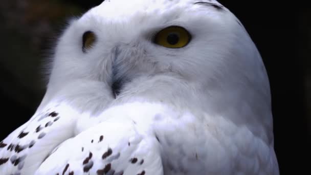 雪のフクロウの頭を閉じて見て回る — ストック動画