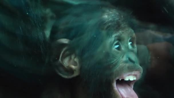 Закриття Дитини Бонобо — стокове відео