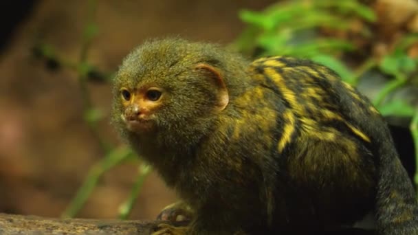 Zblízka Pygmy Marmoset — Stock video