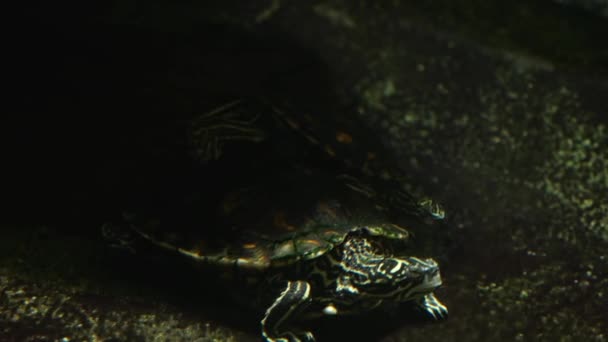 Nahaufnahme Von Wasser Schildkröte Küssen — Stockvideo