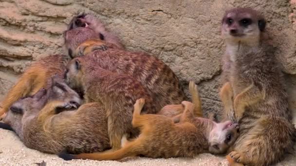 Närbild Meerkats Bevakning Leka Och Titta Runt — Stockvideo