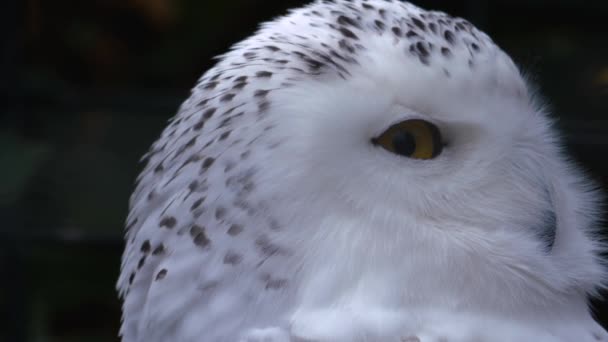 Close Snowy Owl Head Looking — Stock Video