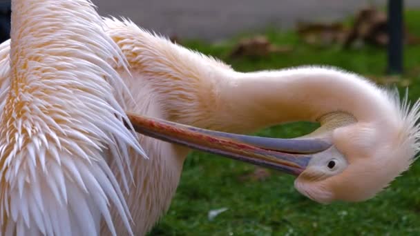 Großaufnahme Eines Pelikans Einem Kalten Herbsttag Der Draußen Friert Und — Stockvideo