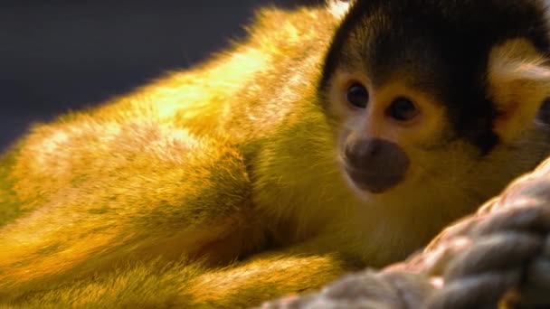 Fechar Macaco Esquilo — Vídeo de Stock