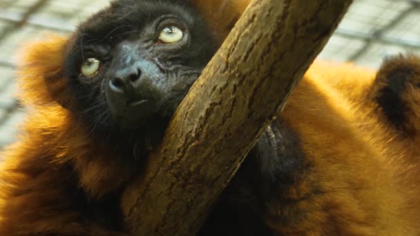 Närbild Röd Rufsig Lemur — Stockvideo