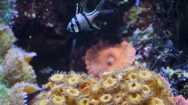 Ein Kleiner Schwarz Weißer Kardinalfisch Schwimmt Unter Korallen — Stockvideo