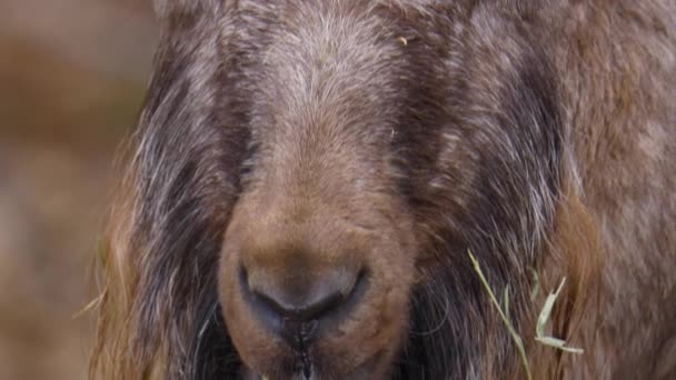 Gros Plan Tête Chèvre Markhor — Video