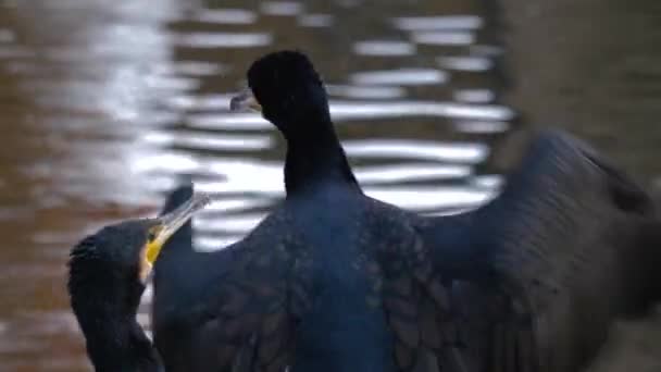 Close Two Cormorants Sitting Lake — Stock Video