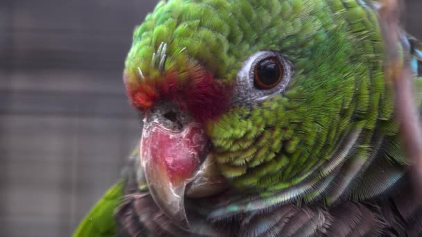 Close Parrot Head Facing Left Slightly Moving Its Head Camera — Stock Video