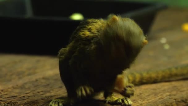 侏儒Marmoset的特写镜头 — 图库视频影像