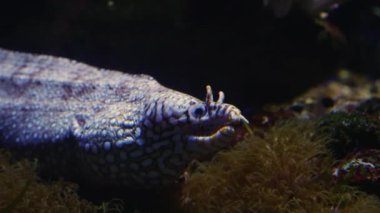 Yılan balığının kapağını kapat ve yere yat.