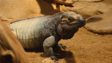 Mona iguana kertenkelesinin yakınına.