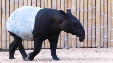 Tapir yürüyüşüne yakın durun.