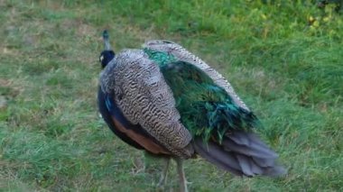 Tavus kuşunun arkasını kolla.