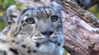 Sonbaharda soğuk bir günde kar leoparının başını kapat.