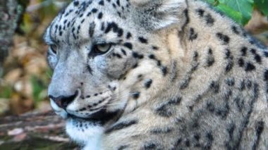 Sonbaharda soğuk bir günde kar leoparının başını kapat.