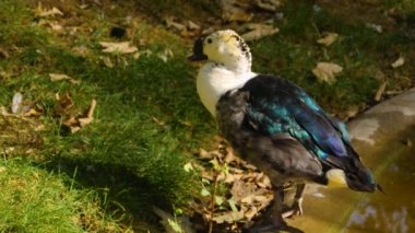 Taraklı ördeğe yaklaş.