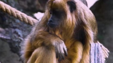 Kahverengi uluyan maymun etrafa bakıyor