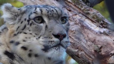 Kar leoparı başını kapat.