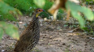 İki sarı boyunlu Francolin çalıların arkasında etrafa bakıyor.