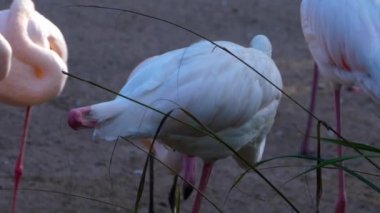 Flamingoları kapatın.