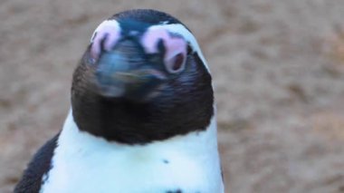 Humboldt penguenine yakın çekim