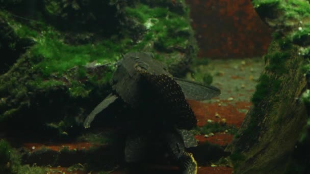 红鳍黑斑 一种鲶鱼 栖息在水族馆的地板上 脸对着相机 — 图库视频影像
